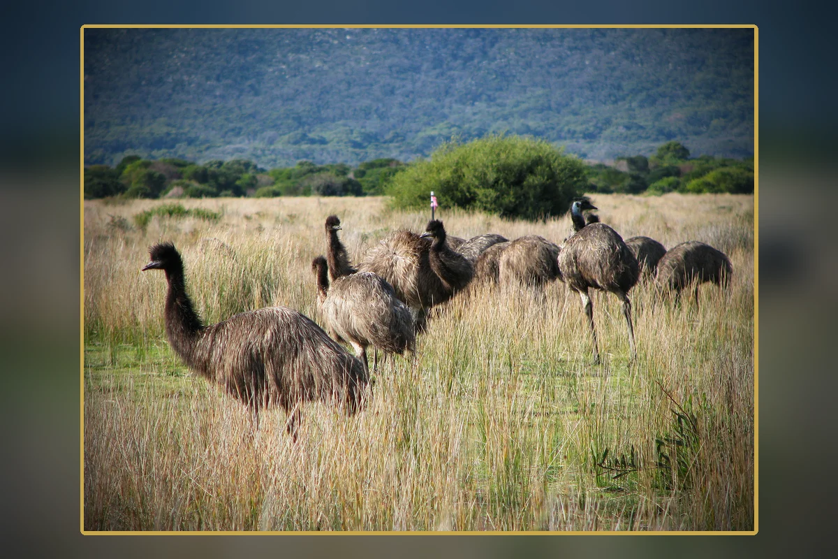 A flock of emus in open country