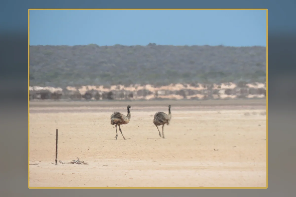 Emus crossing a dry Australian landscape