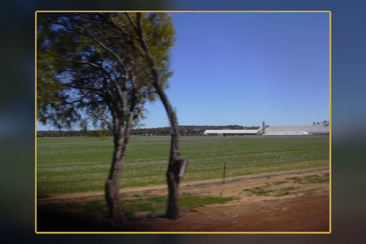 A wheat field in Western Australia, illustrating the agricultural setting