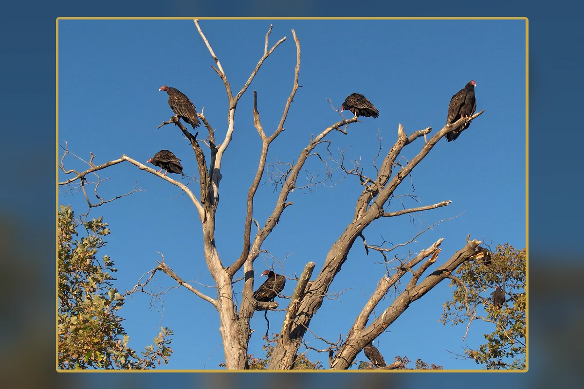 Turkey vultures gathered in a dead tree