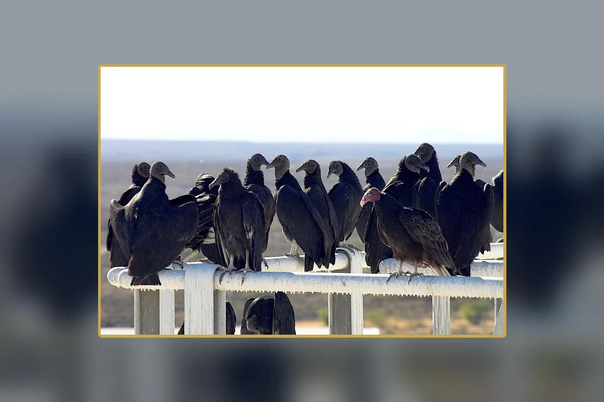 A group of vultures, illustrating the flock behavior central to the leading explanation