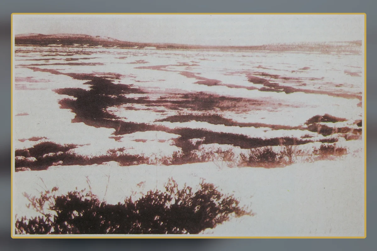 Trees felled by the Tunguska blast, photographed during an early expedition