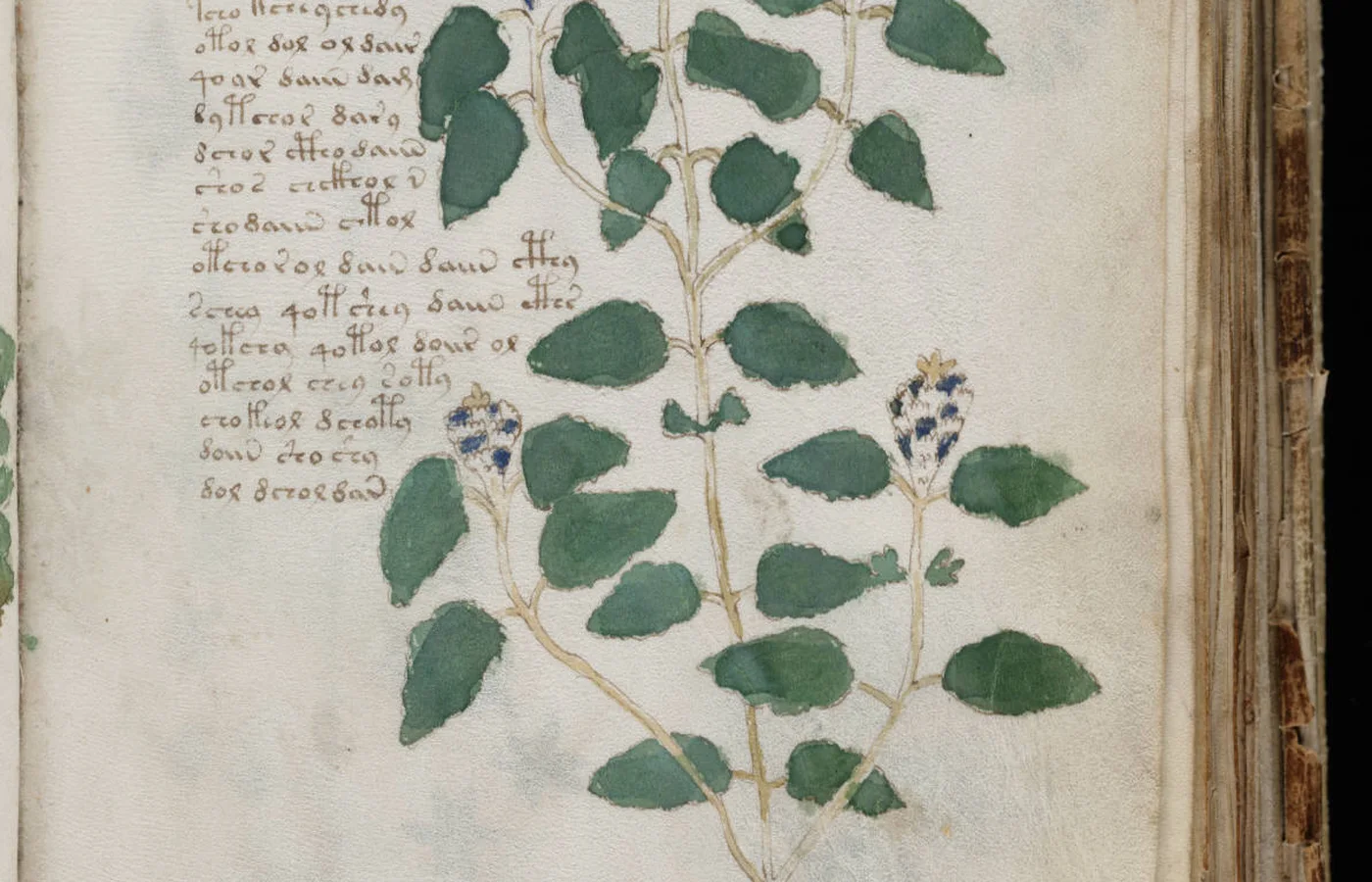 A botanical folio whose plant forms resist secure identification